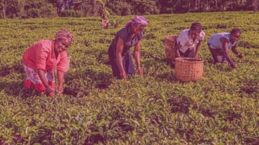 Kenyan Tea Pickers class action brewing further in Scottish Court